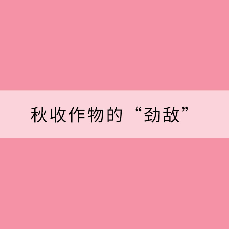 初霜凍：秋收作物的“勁敵”